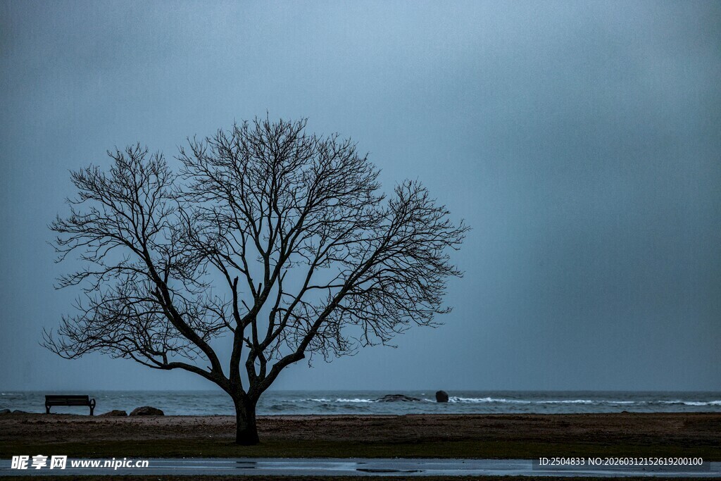 孤独枯树立于 沉天地间