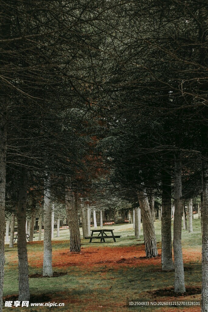 林间静谧小道 秋色迷人