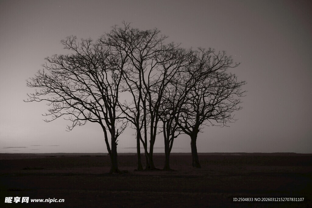 荒野孤树 尽显萧瑟孤寂