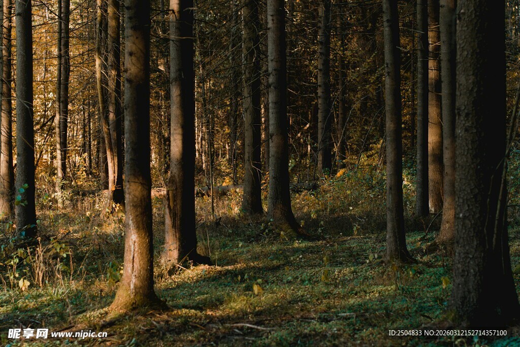静谧森林中的光影美景