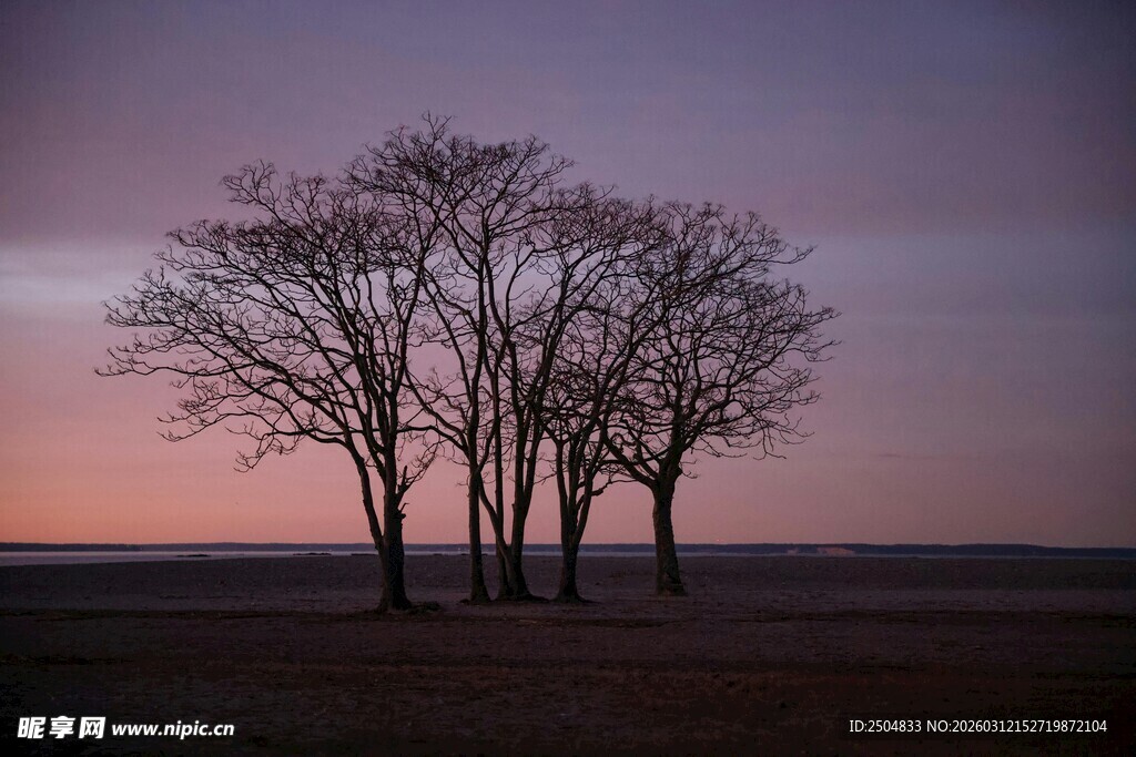 黄昏旷野中的孤独树木