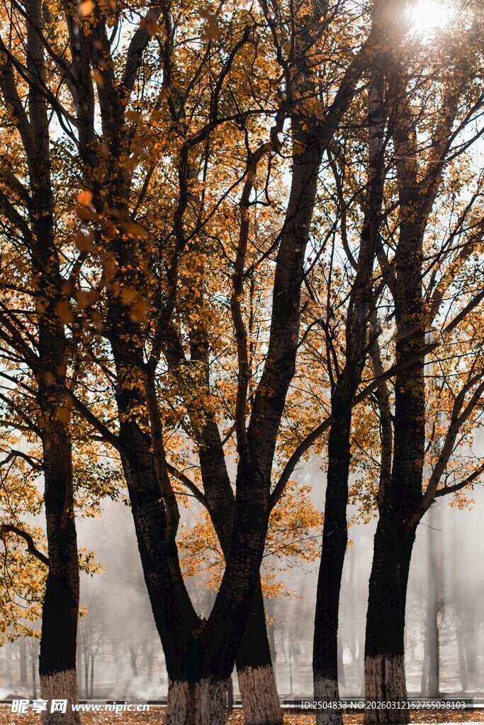 秋日水浸树林美景