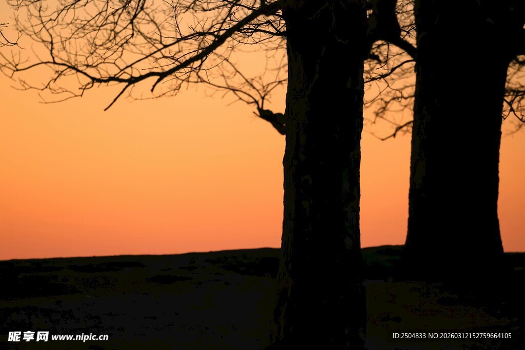 夕阳下的树木剪影