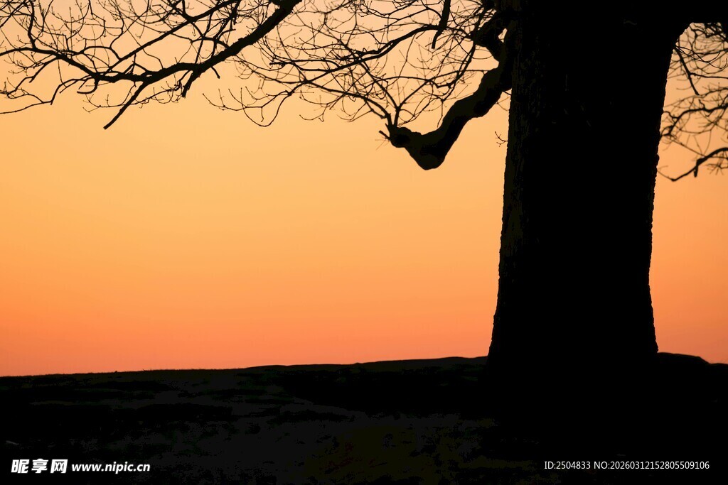夕阳下的孤树剪影