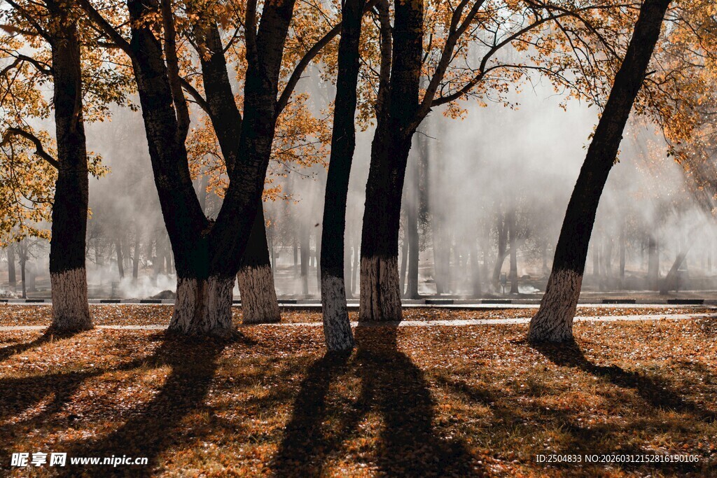 秋日林间晨雾弥漫美景