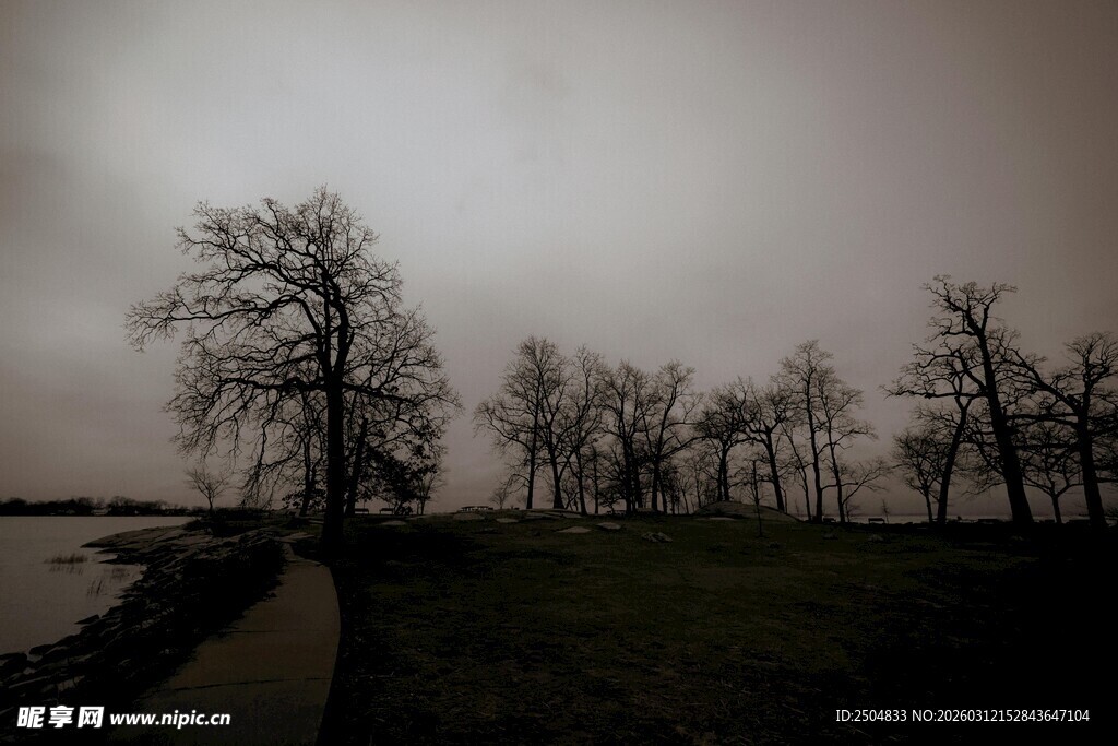 阴天下的萧瑟树木景观