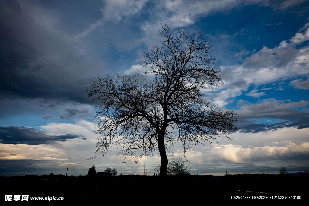 旷野孤树与壮丽天空景观