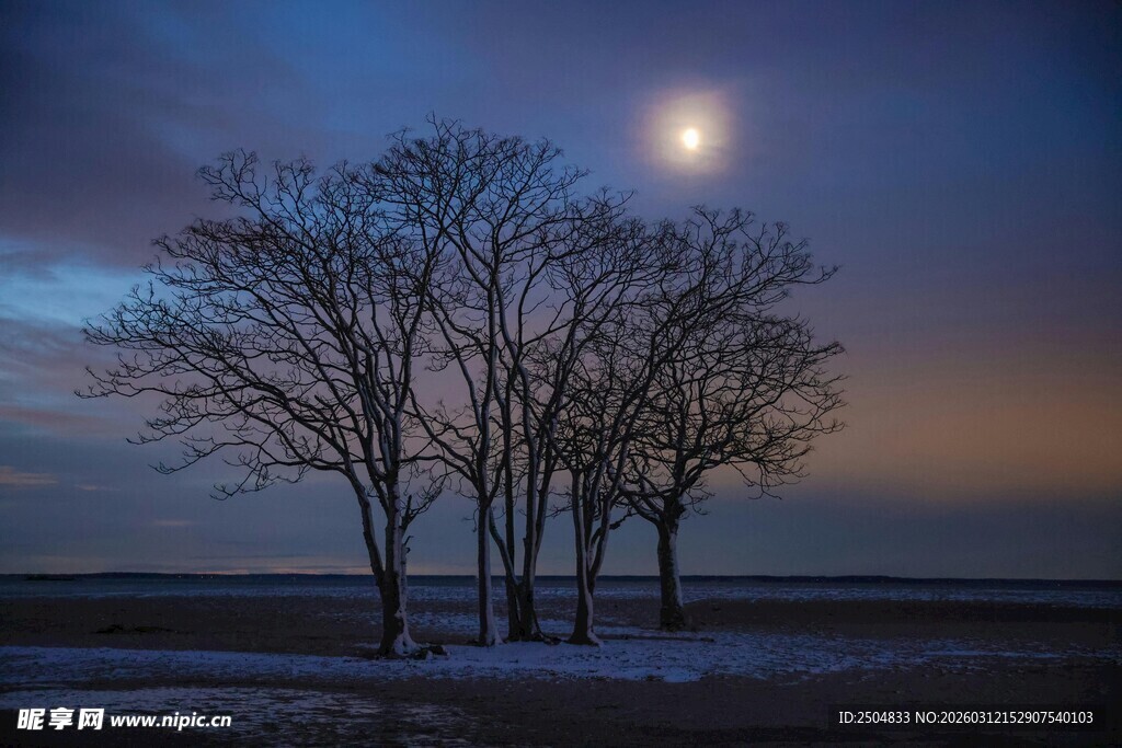 月夜下的枯树景观