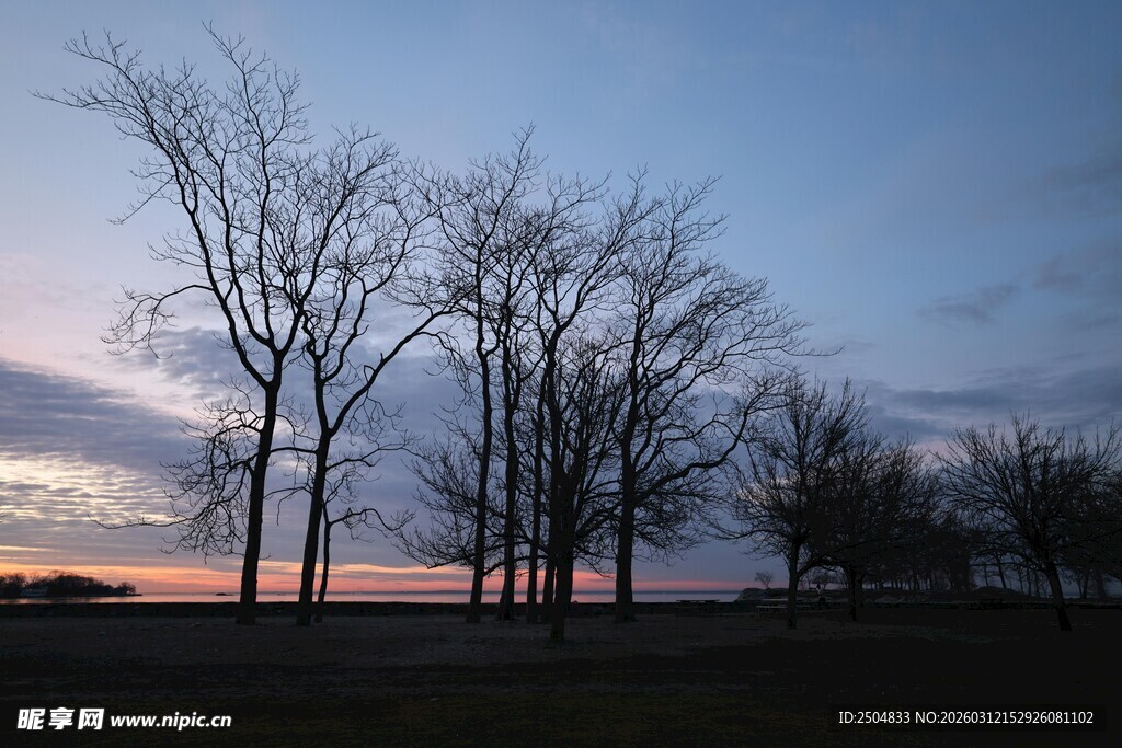 黄昏下的枯树林