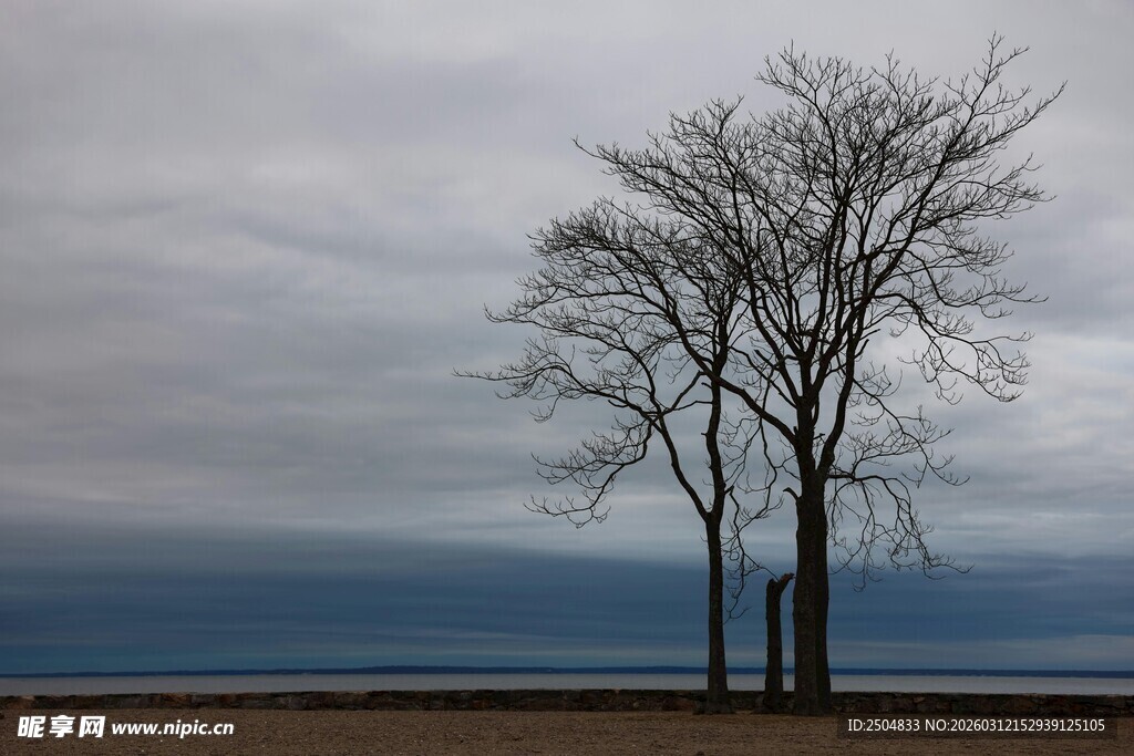 海边孤树 尽显萧瑟之美