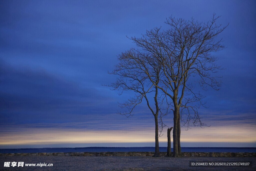 旷野孤树 暮色中的静谧景象