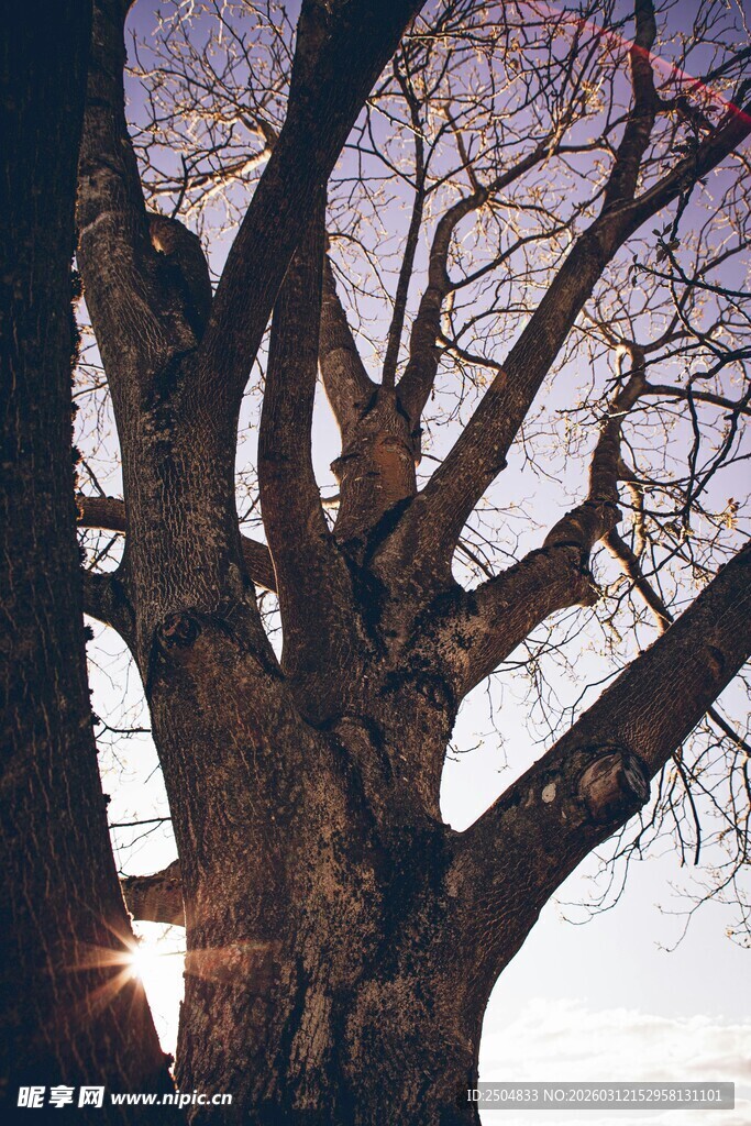夕阳下的老树