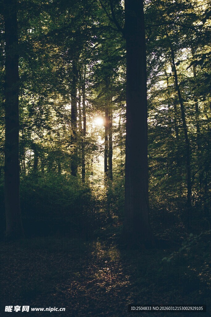 阳光穿透树林的静谧景象