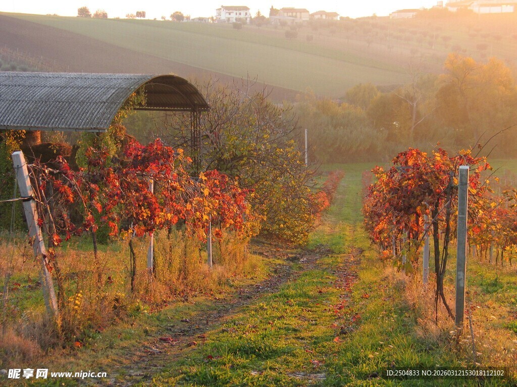夕阳下的美丽葡萄园