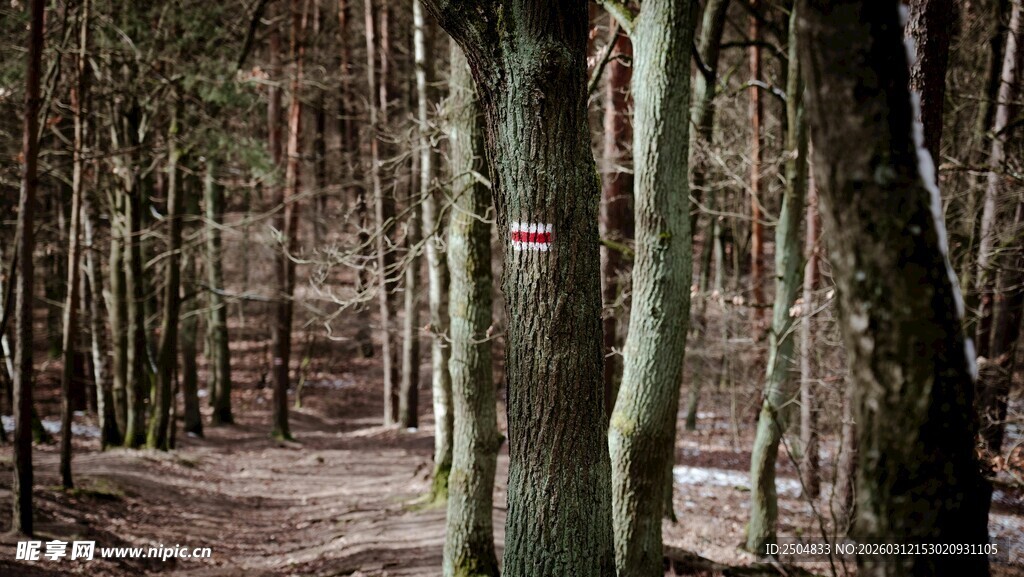 森林中的树木与小径