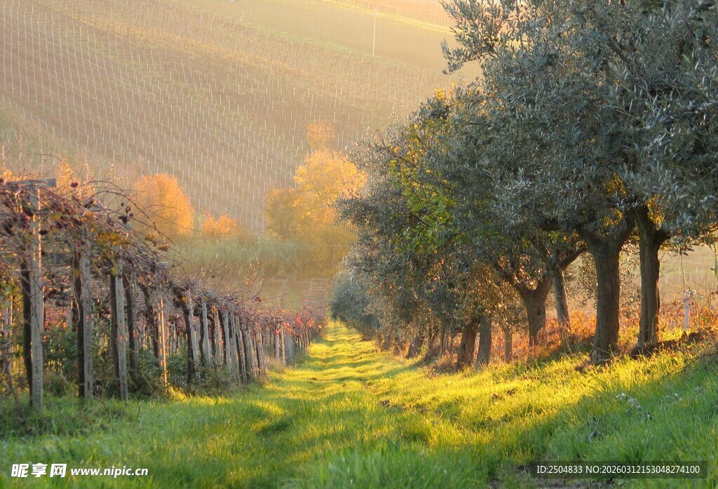 秋日田园林荫美景