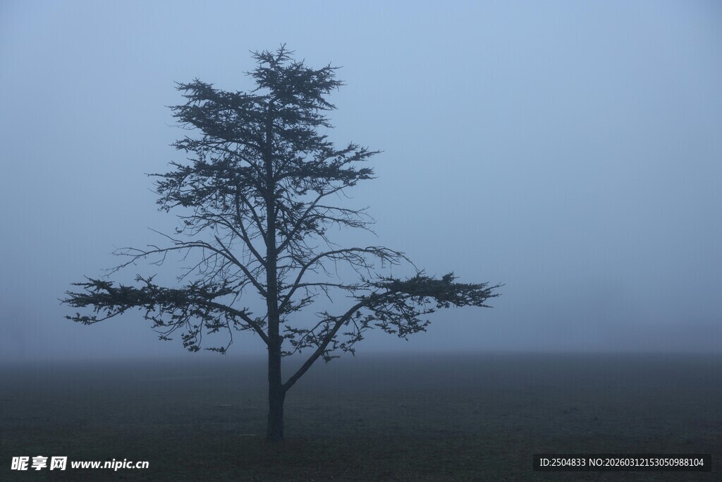 雾中孤树