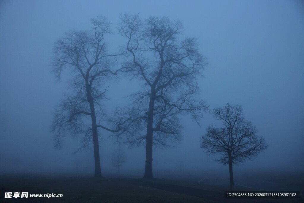 雾中孤树 静谧自然之景