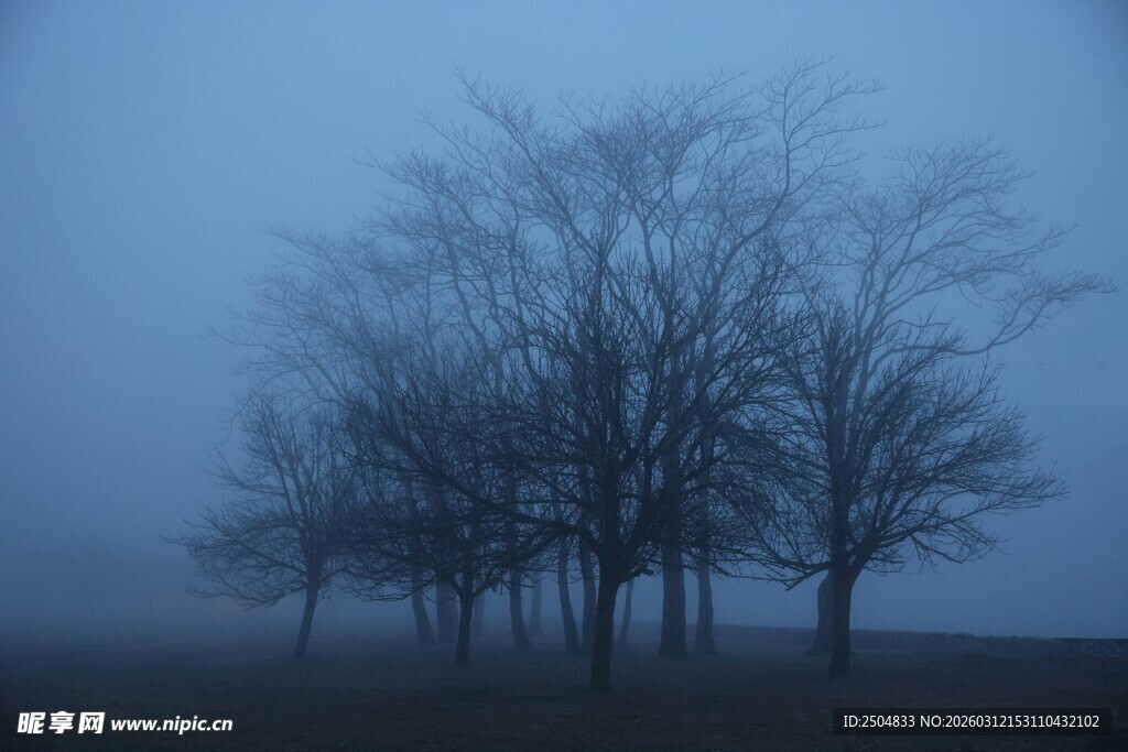 雾中枯树