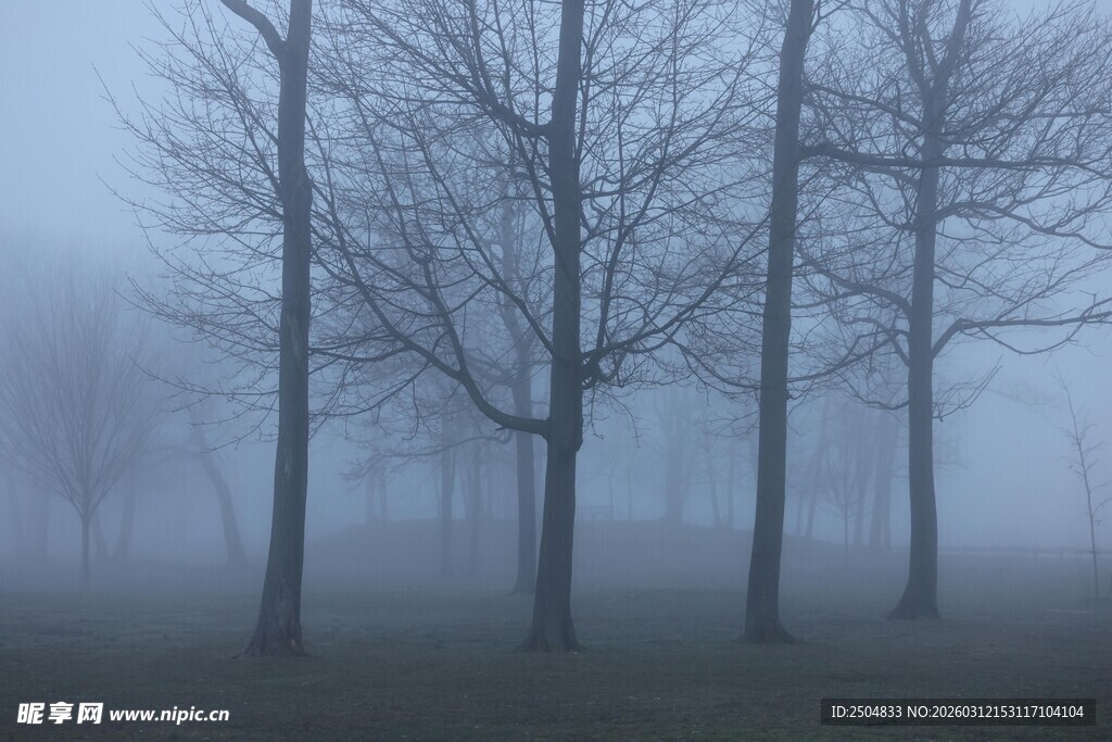 雾中树林 静谧萧瑟之景