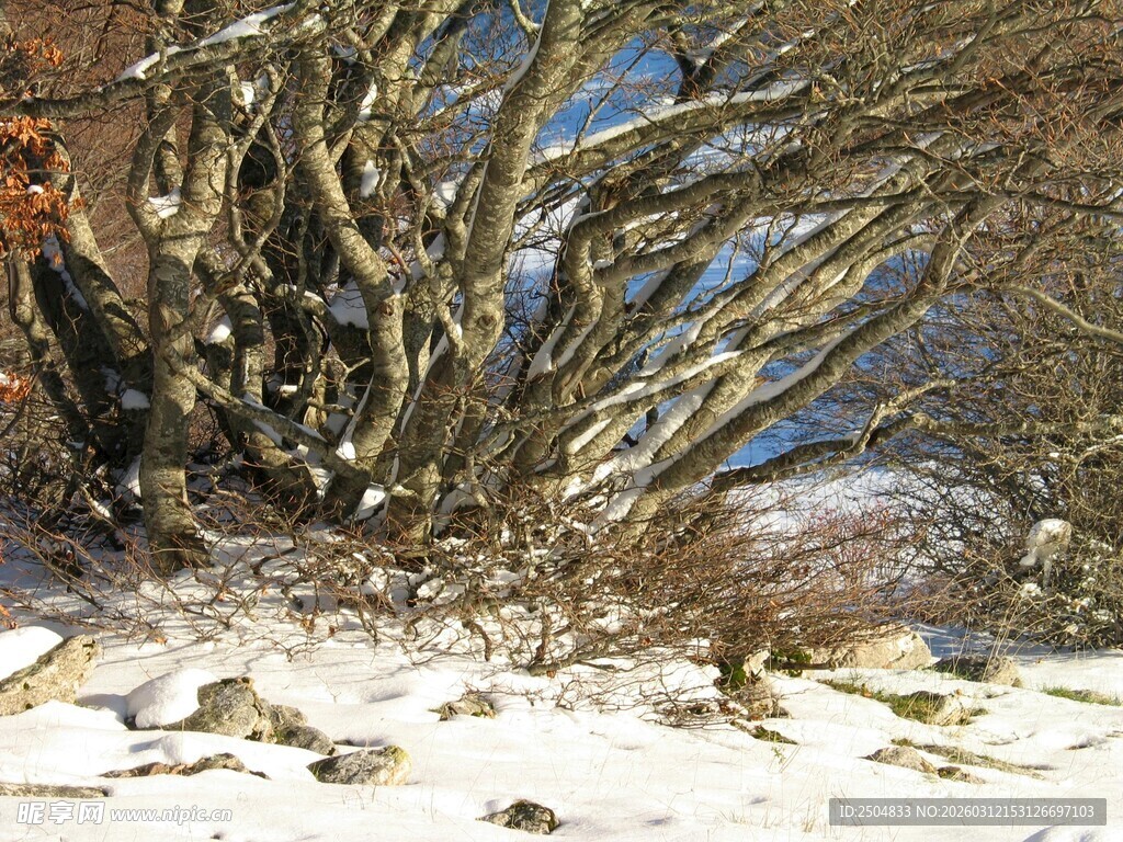 冬日雪覆枯树景象