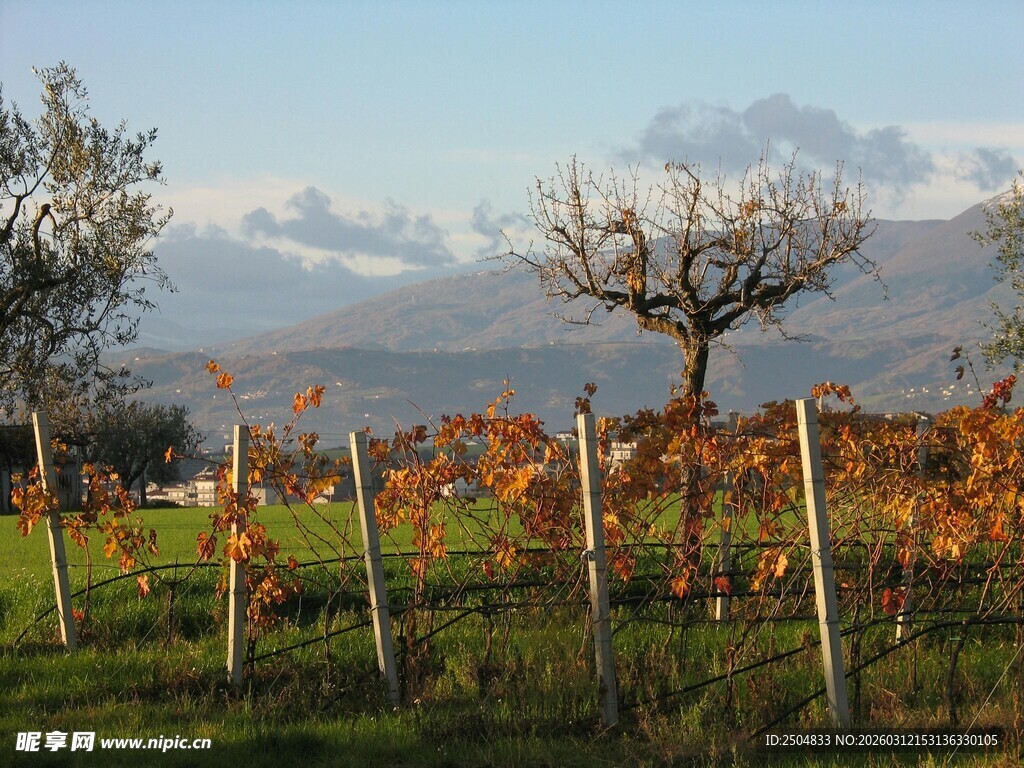 秋日田园葡萄园美景