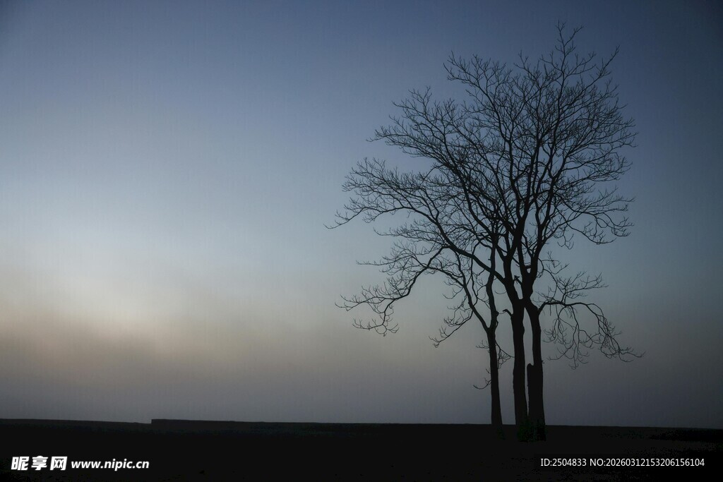 黄昏孤树 静谧旷野之景