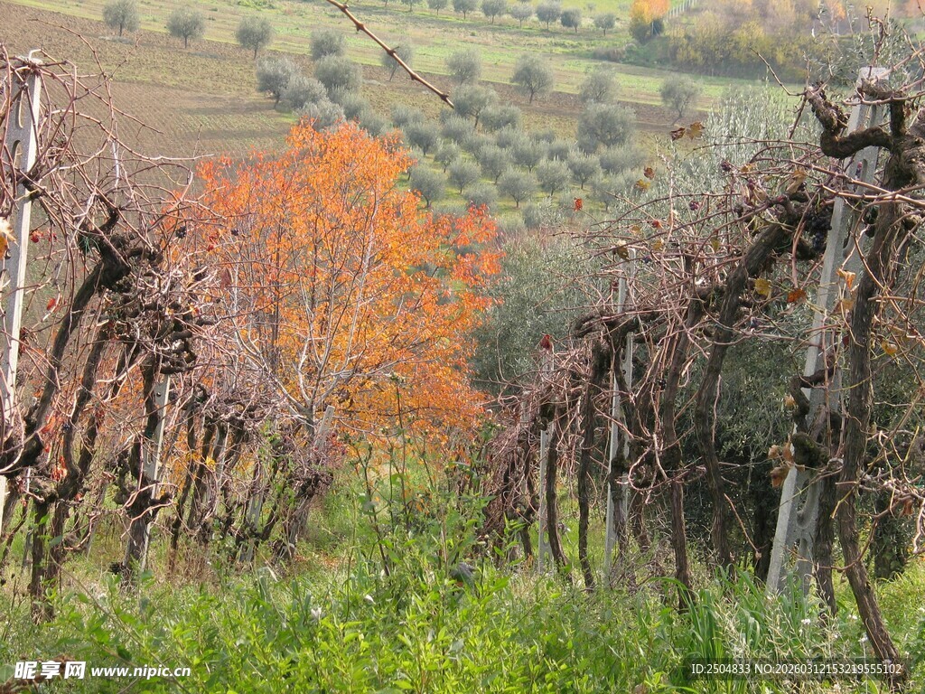 秋日葡萄园的萧瑟景致