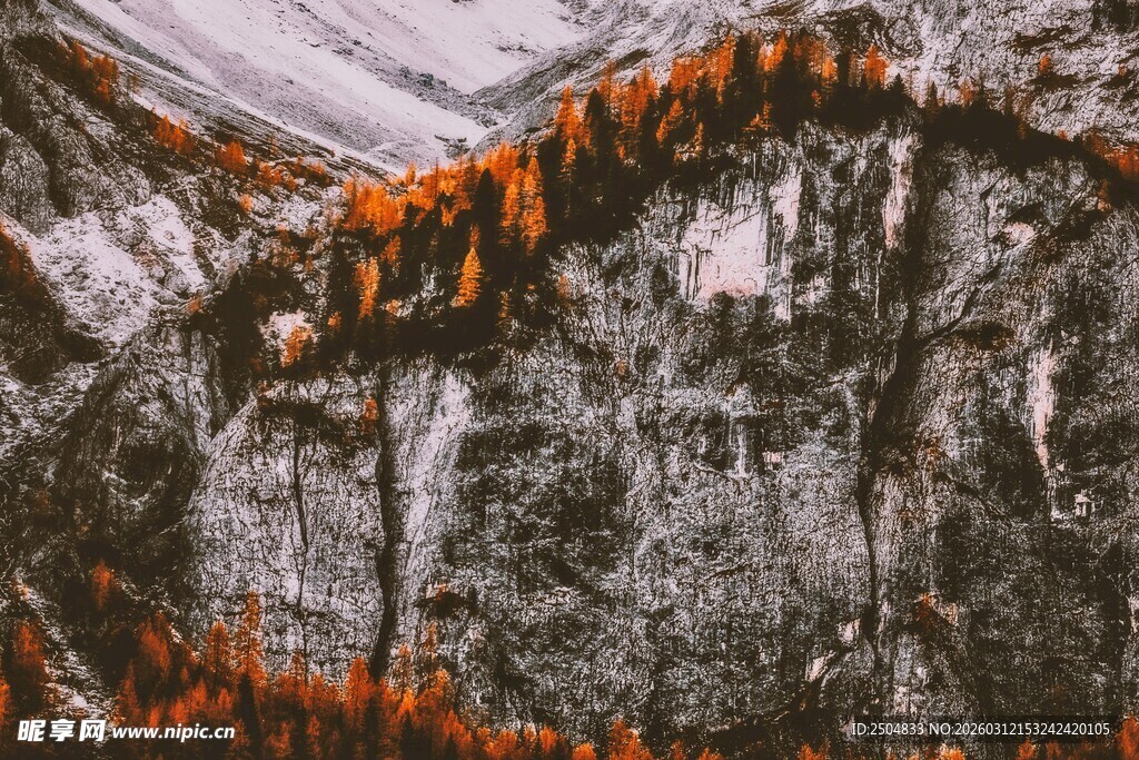 岩壁上的橙色菌类景观