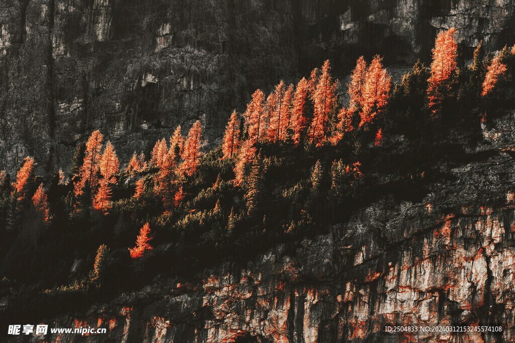 悬崖上的橙红色植物景观