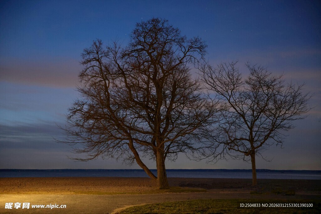 黄昏湖畔孤树静谧景象