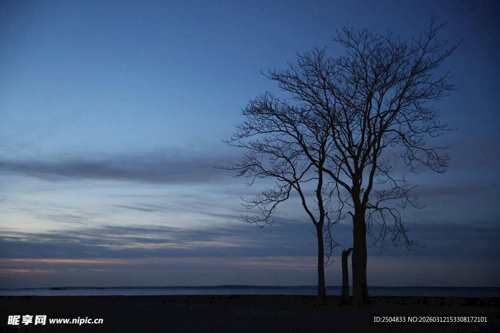 黄昏旷野中的孤独树木