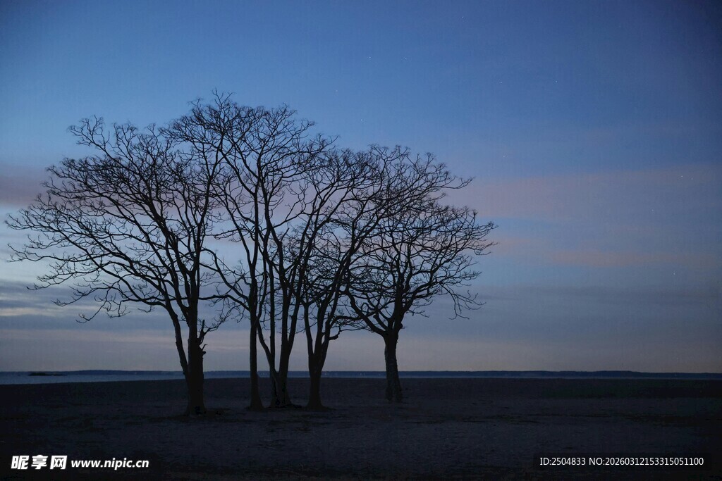 黄昏下的孤独树木