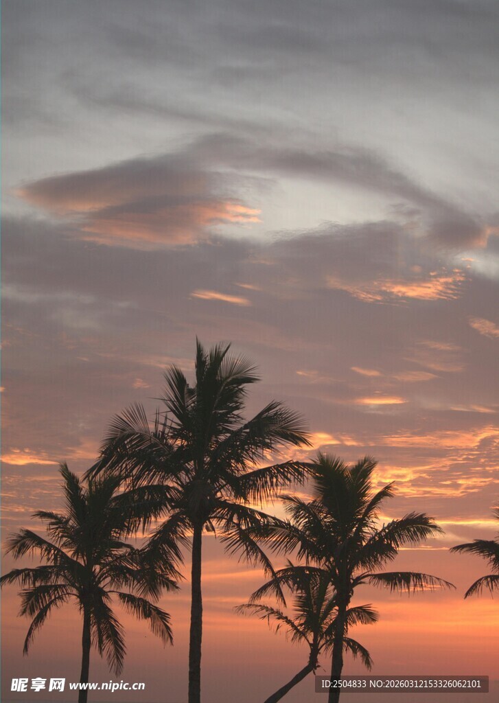 夕阳下的椰树美景