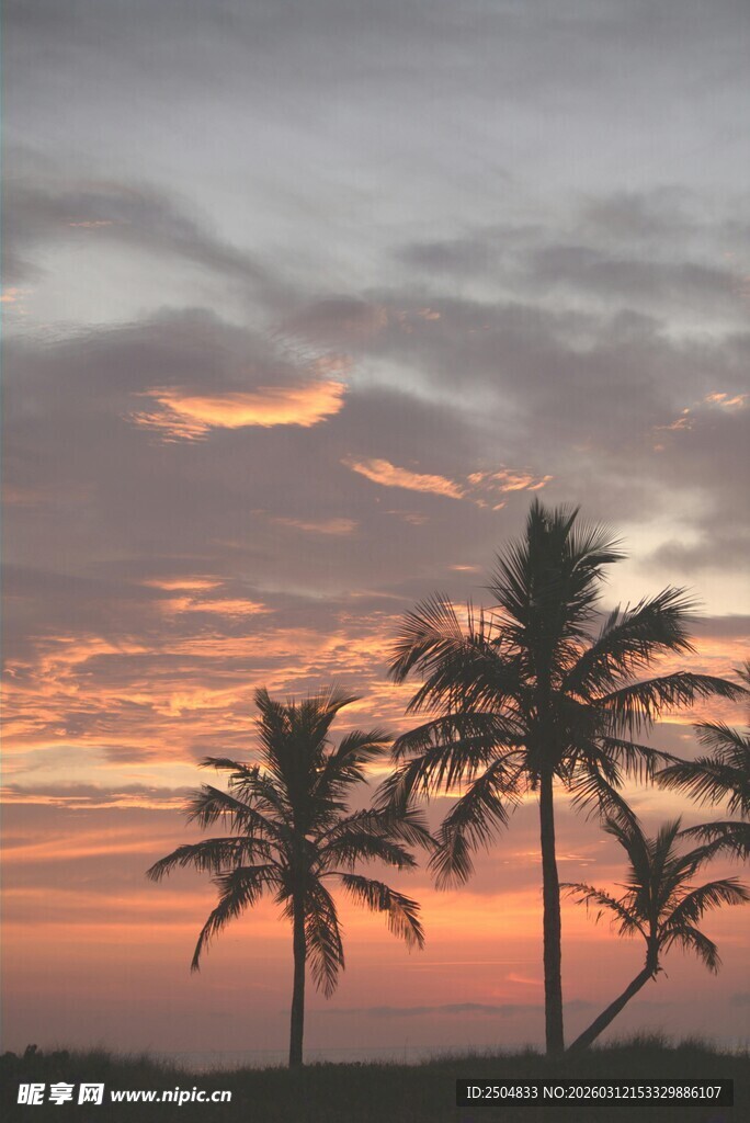 夕阳下的椰树美景
