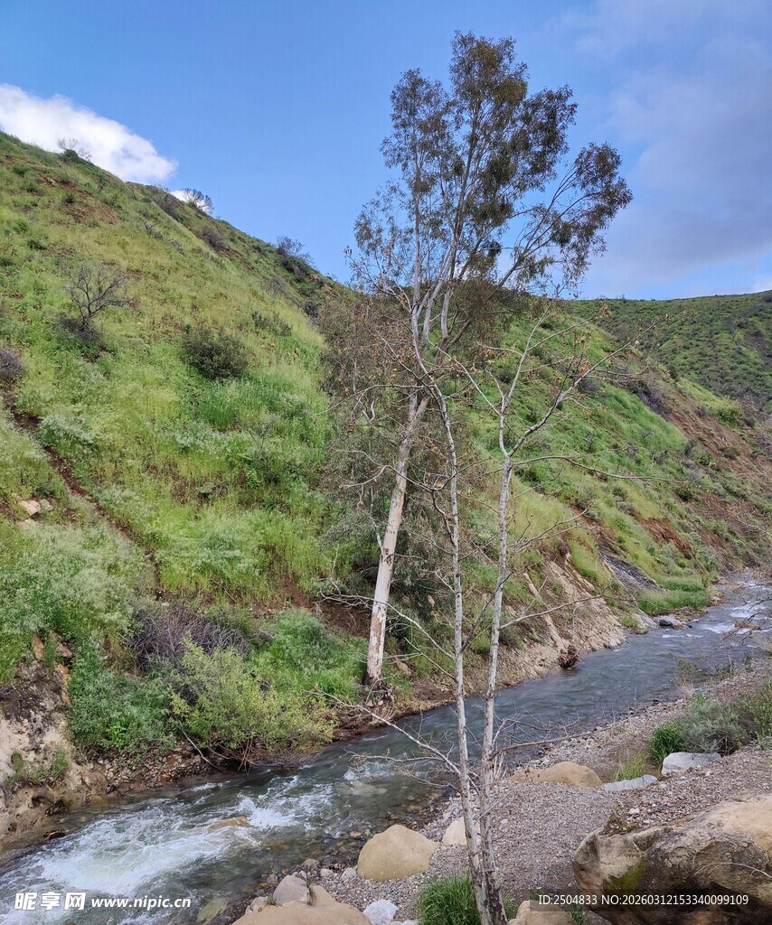 山间溪流旁的孤树