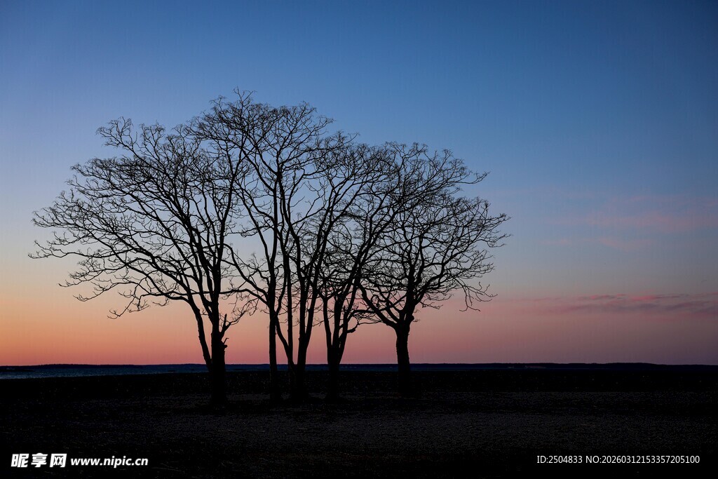 日落时分的孤独树木