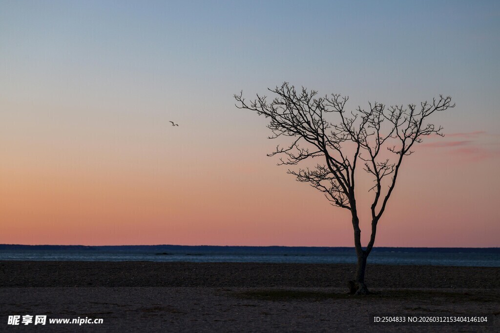 夕阳下的孤独枯树