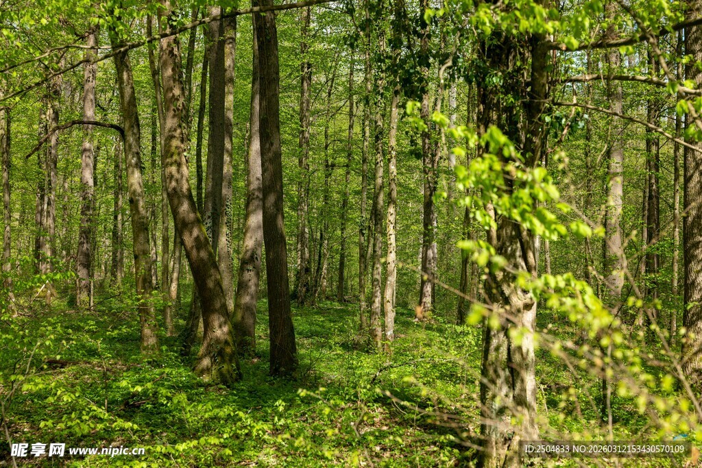 春日茂密森林绿意盎然