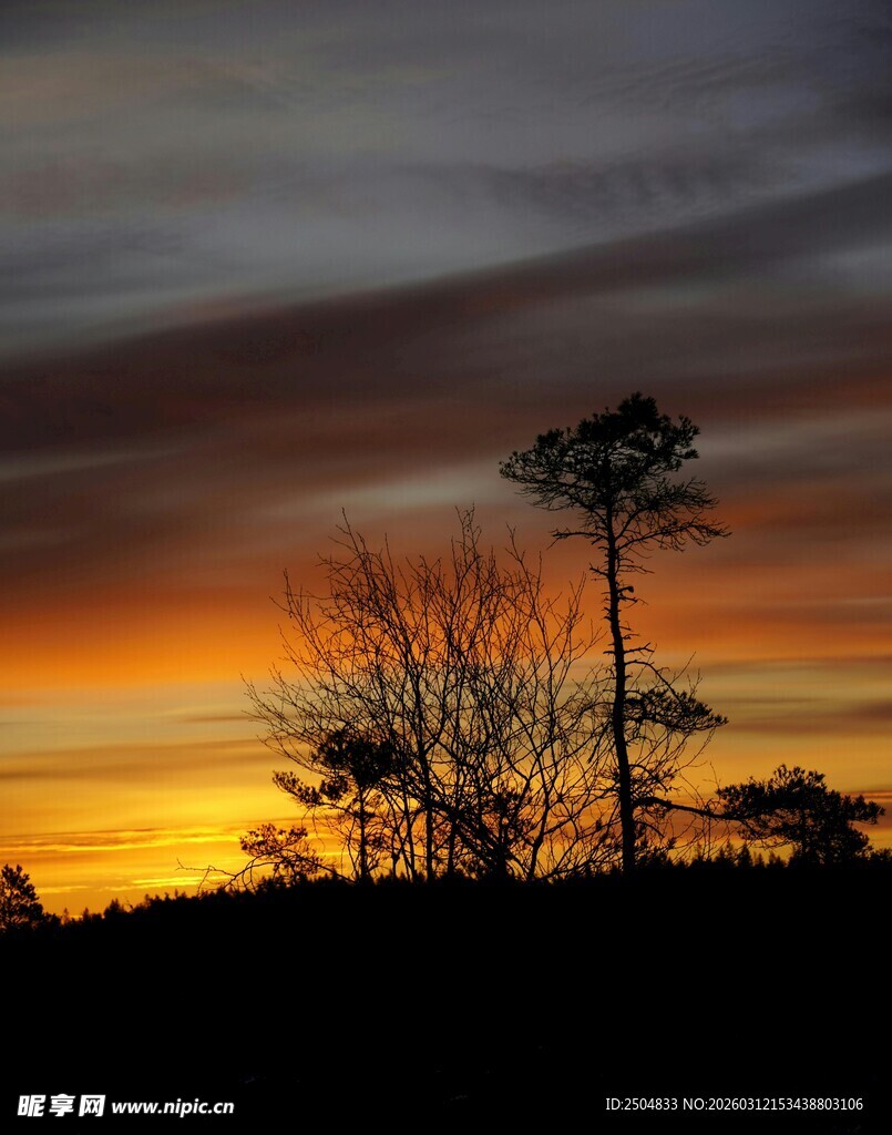 夕阳下的树木剪影
