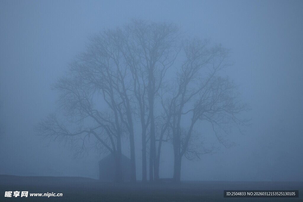 雾中孤树 尽显静谧之美