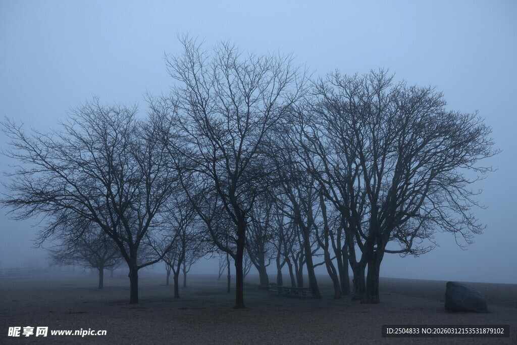雾中枯树的萧瑟景象