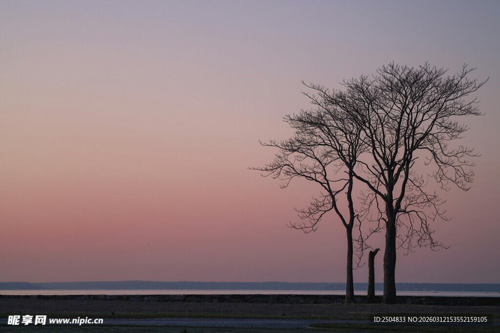 黄昏下的孤独树木