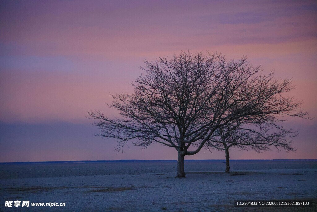 黄昏下的孤独树木景观