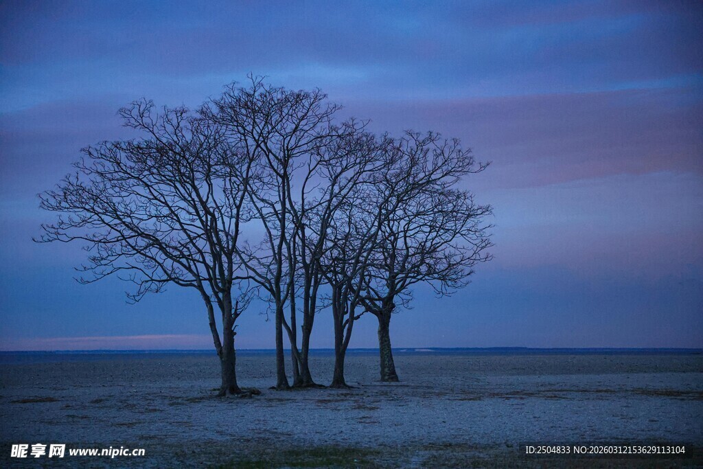 黄昏旷野中的孤独树木