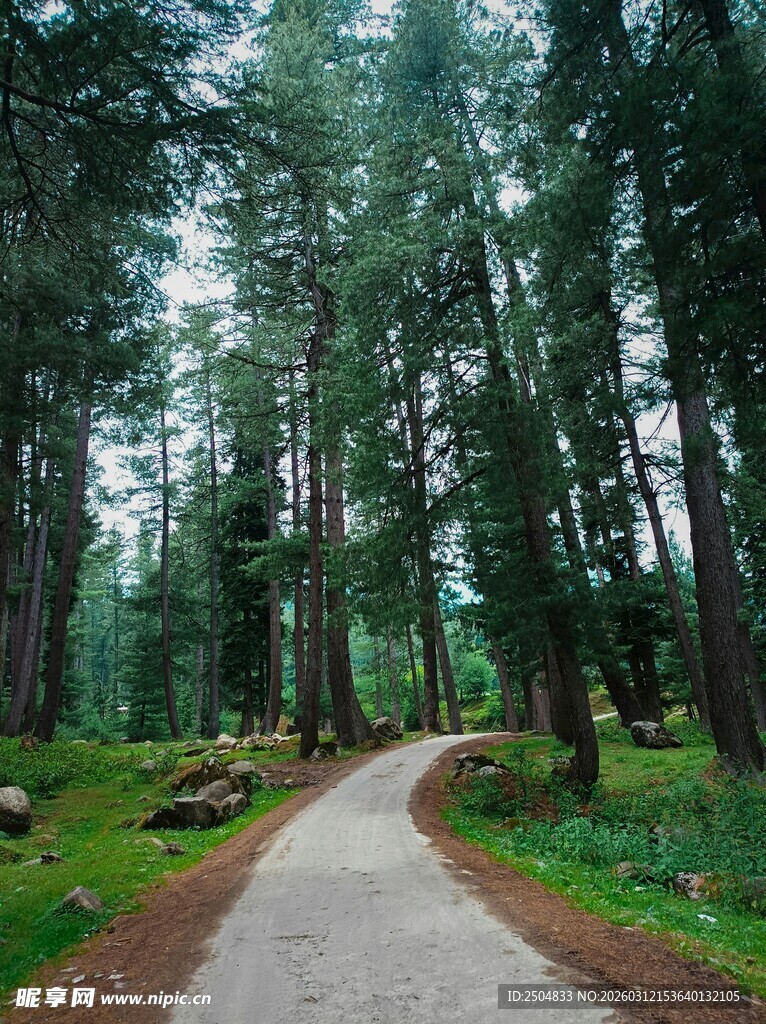 林间蜿蜒小径穿行茂密森林