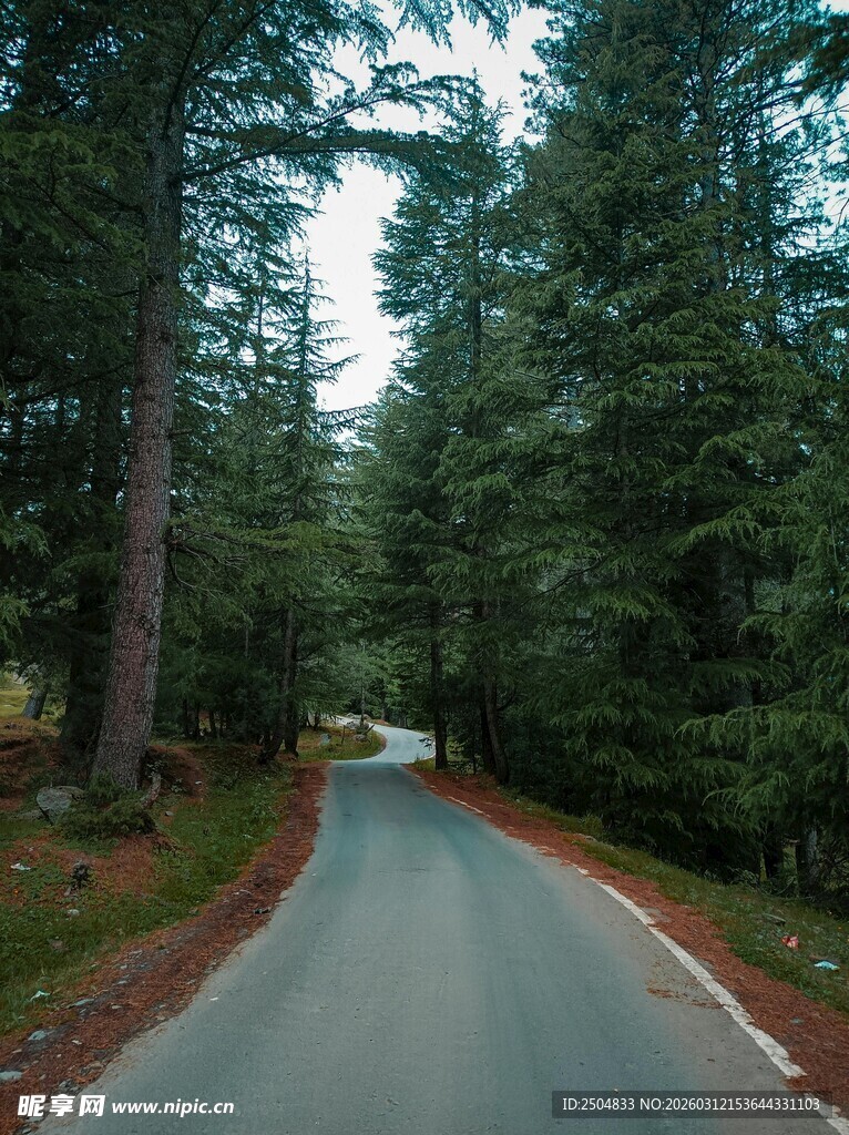 林间蜿蜒公路美景