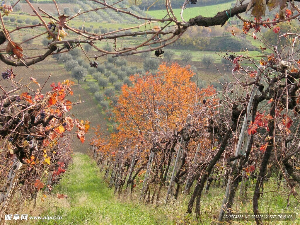 秋日葡萄园美景