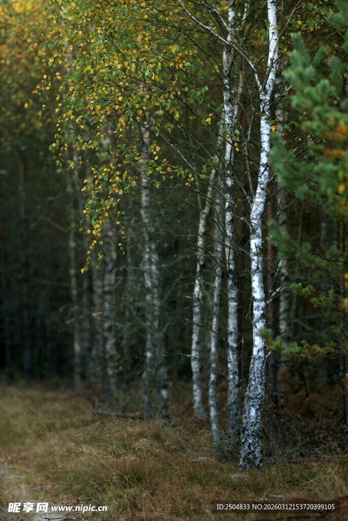 秋日白桦林小径