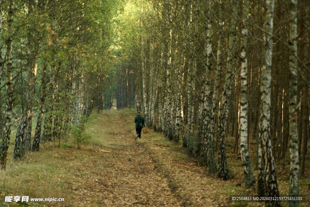 林间漫步的孤独身影